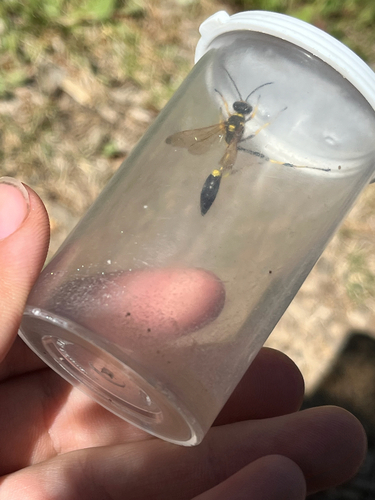 iNaturalist observation photo of Yellow-legged Mud-dauber Wasp