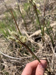 Carex pellita