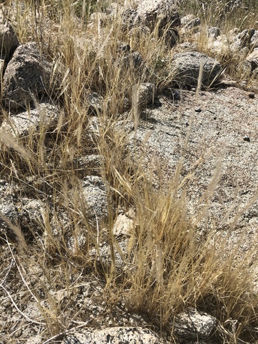 iNaturalist observation photo of cape ricegrass