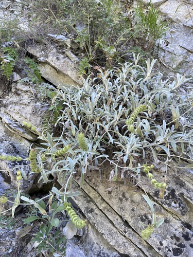 Sideritis euxina, photograph 5