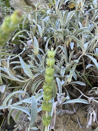 Sideritis euxina, photograph 6