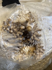 Pleurotus columbinus
