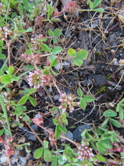 Trifolium cernuum
