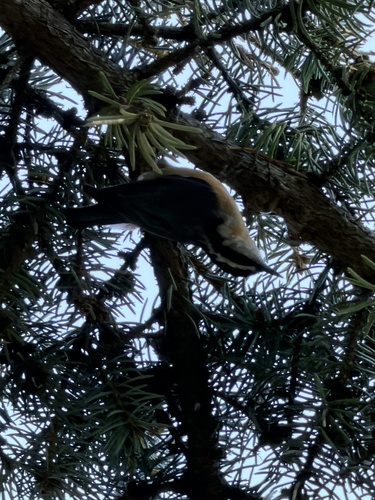 Red-breasted Nuthatch