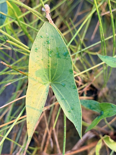 Arumleaf Arrowhead