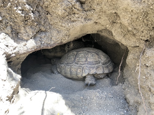 iNaturalist observation photo of Mojave Desert Tortoise