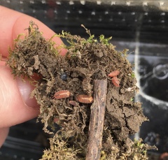 Androniscus dentiger