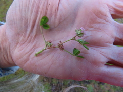 Trifolium cernuum