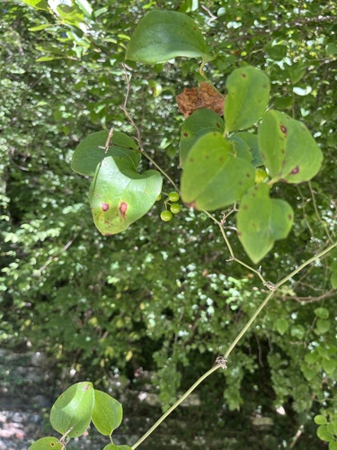 Smilax excelsa, photograph 4