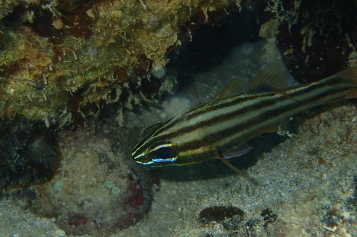 Ostorhinchus novemfasciatus observed 2026-08-02