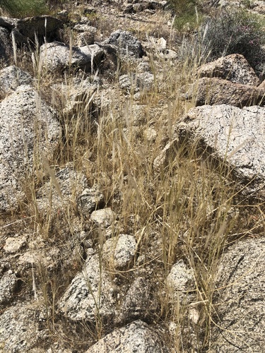 iNaturalist observation photo of cape ricegrass