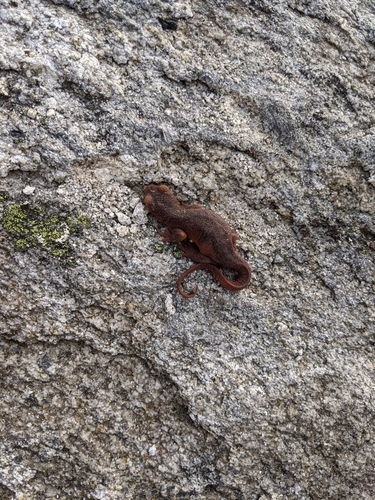 iNaturalist observation photo of Sierra Newt