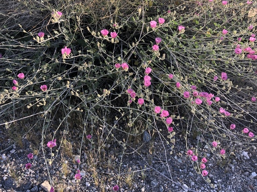 iNaturalist observation photo of apricot globemallow