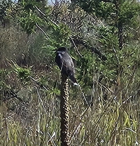 Eastern Kingbird