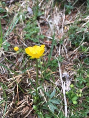 Ranunculus carinthiacus