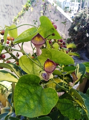 Aristolochia triangularis