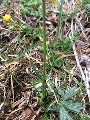 Ranunculus carinthiacus