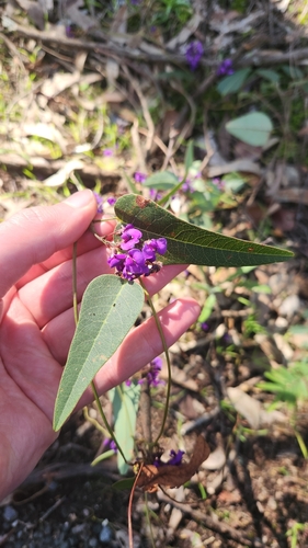 False Sarsaparilla