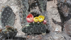 Opuntia rastrera