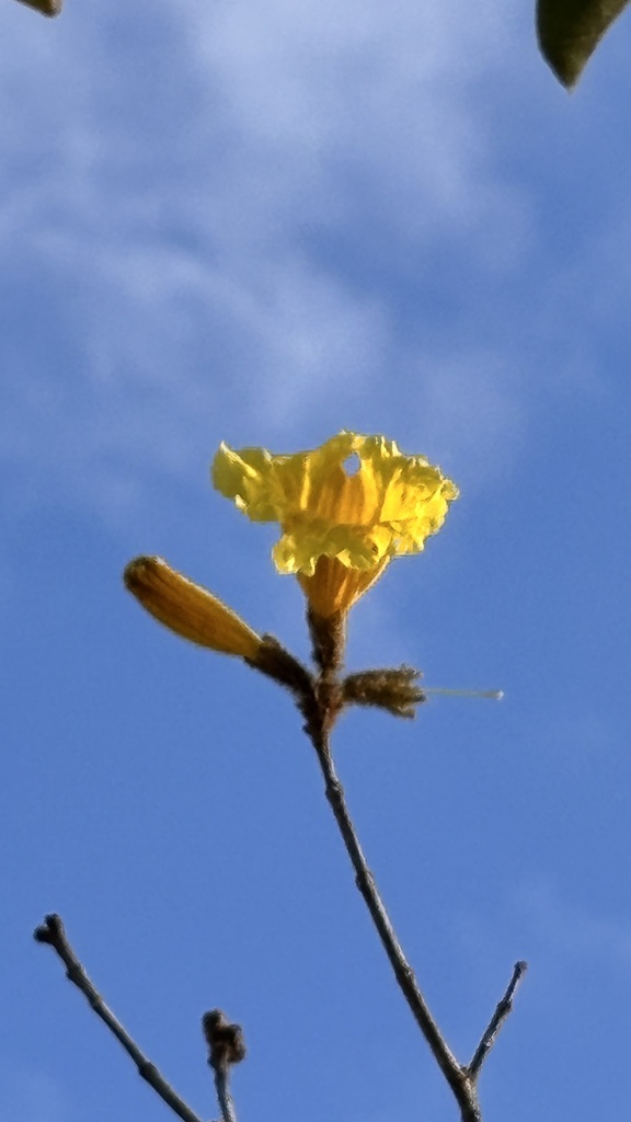 Chuông vàng Nam Mỹ – Handroanthus chrysotrichus
