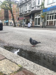 Columba livia domestica