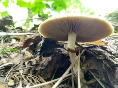 Kuehneromyces marginellus