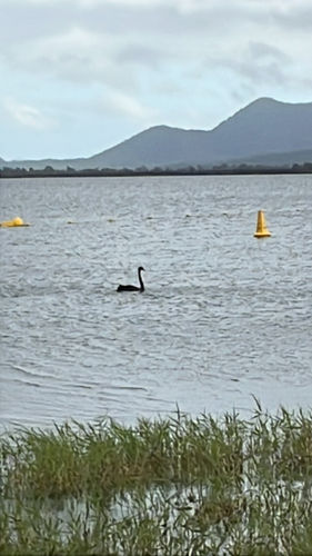 Black Swan