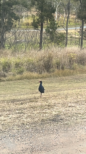Australasian Swamphen