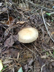 Kuehneromyces marginellus