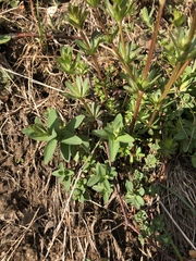 Hypericum perforatum