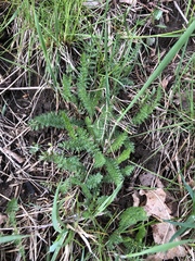 Achillea millefolium