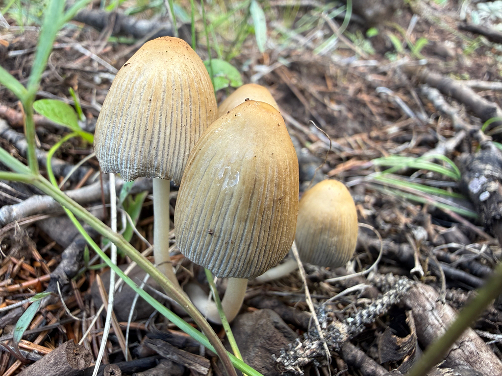 mica cap · August 2026 · photo: Photo: (c) Michael Tidwell, some rights reserved (CC BY) · iNaturalist