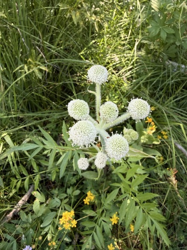 iNaturalist observation photo of ranger buttons