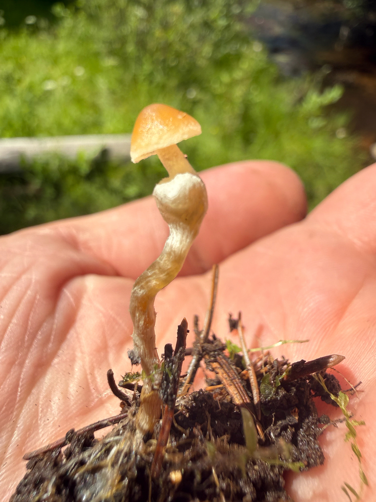 Psilocybe aztecorum · August 2026 · photo: Photo: (c) Michael Tidwell, some rights reserved (CC BY) · iNaturalist