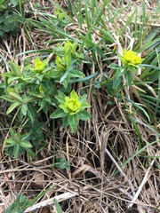 Euphorbia verrucosa