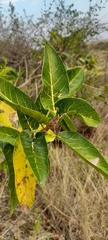 Ficus ingens, photograph (c) Mathew Rees, some rights reserved (CC BY)