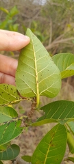 Ficus ingens, photograph (c) Mathew Rees, some rights reserved (CC BY)