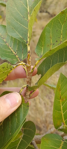Ficus ingens, photograph 4