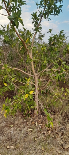 Ficus ingens, photograph 5