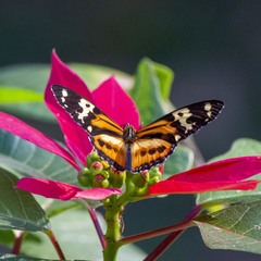 Tithorea harmonia pseudethra