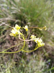 Biscutella laevigata