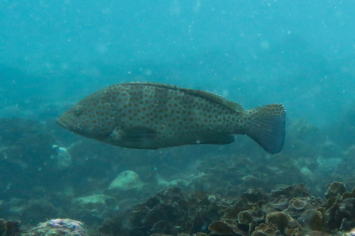 Epinephelus bleekeri observed 2026-08-01