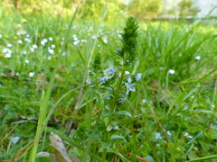 Veronica serpyllifolia serpyllifolia