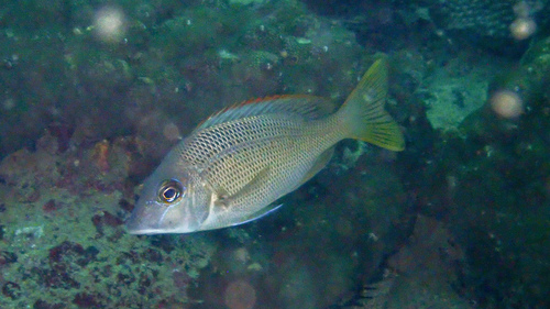 Chinese emperor (Lethrinus haematopterus) — Lethrinidae — 5