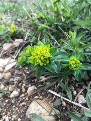 Euphorbia verrucosa