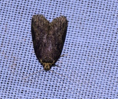 Eugoa bipunctata