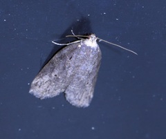 Eugoa bipunctata