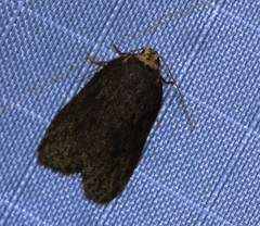 Eugoa bipunctata