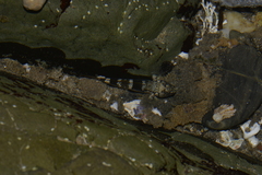 Bathygobius cocosensis