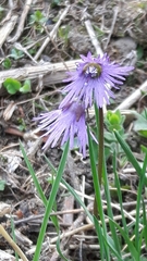 Soldanella